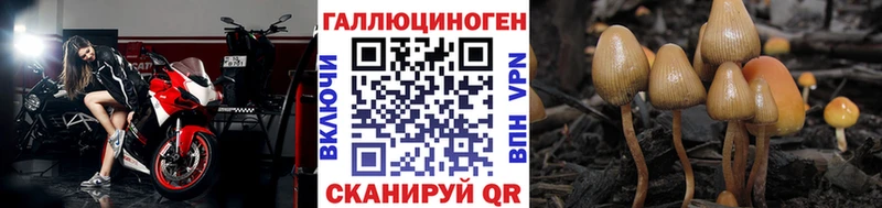 купить  цена  Петровск  Галлюциногенные грибы Cubensis 